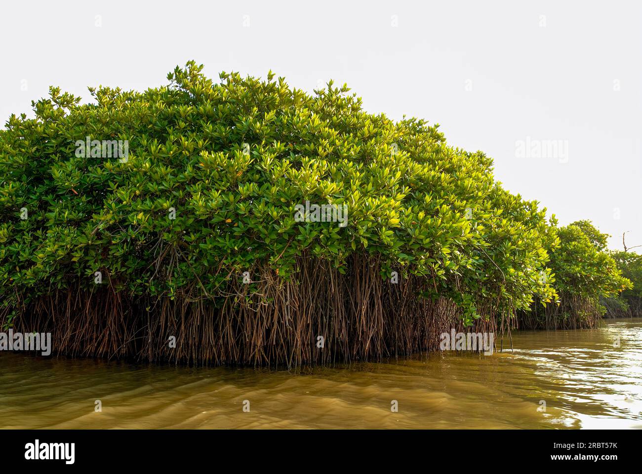 Pichavaram mangrove alayathi kadugal forêt près de Chidambaram, Tamil Nadu, Inde du Sud, Inde, Asie. Les mangroves sont des arbres ou des arbustes qui poussent dans le salé Banque D'Images