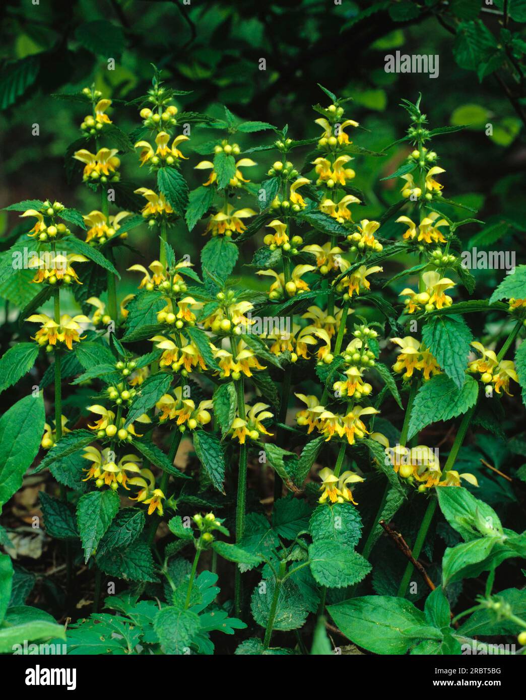 Ortie dorée, ortie morte jaune, ortie morte dorée (Lamium galeobdolon) Banque D'Images