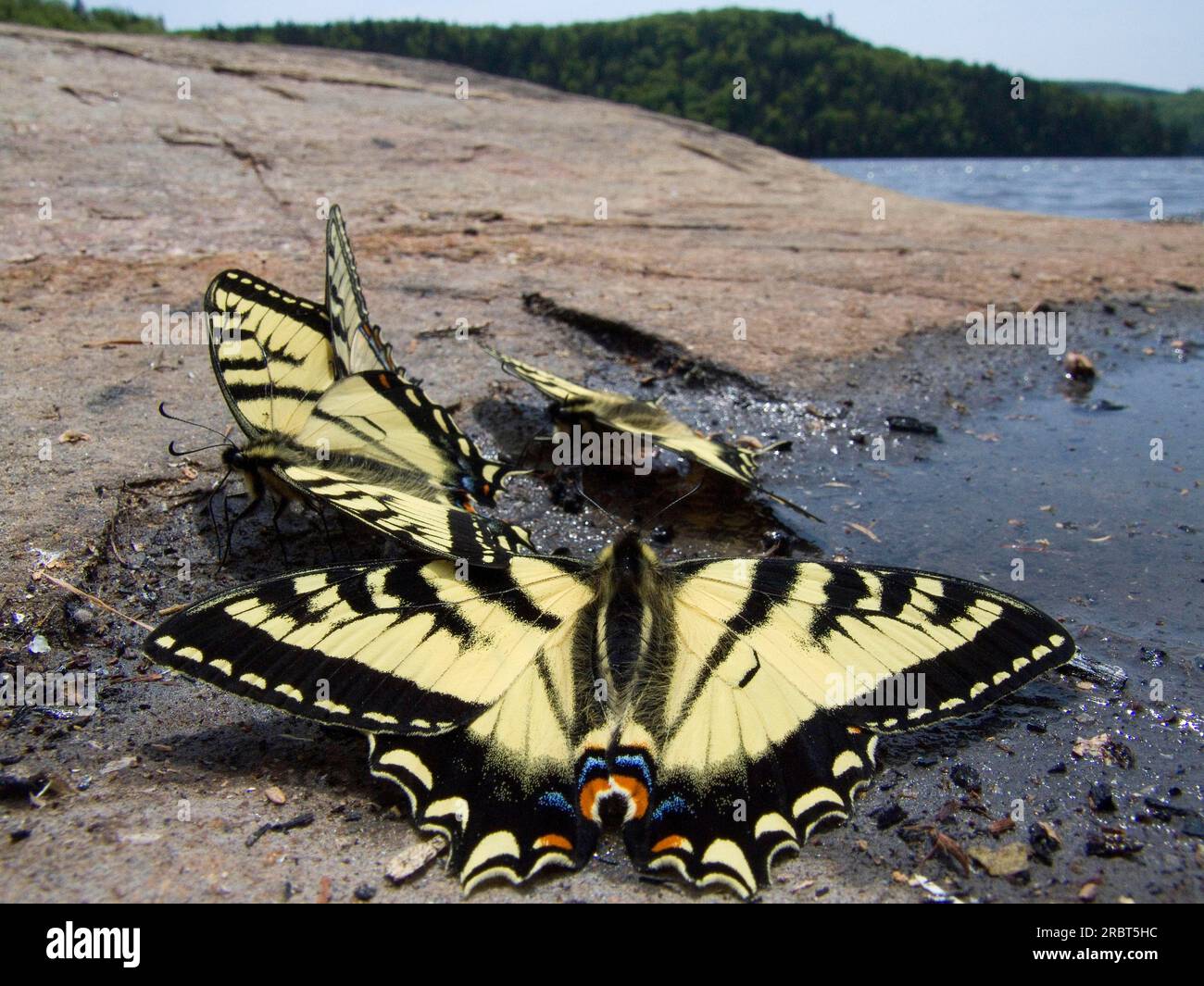 Parc national de la Mauricie, Québec, Tiger Swallowtail de l'est (Papilio glaucus) Tiger Swallowtail, Canada Banque D'Images