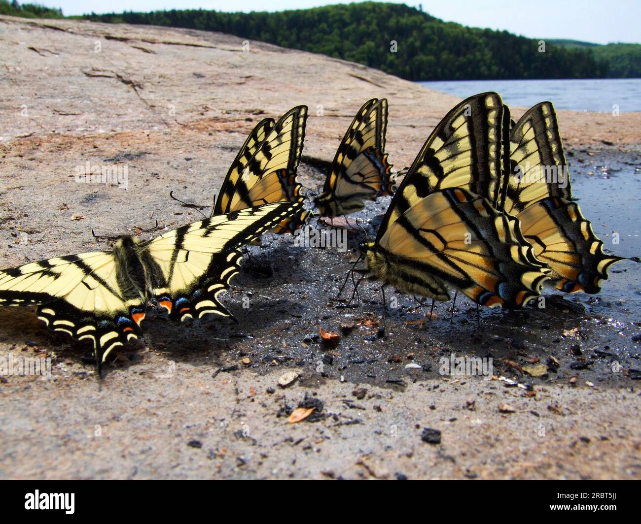 Parc national de la Mauricie, Québec, Tiger Swallowtail de l'est (Papilio glaucus) Tiger Swallowtail, Canada Banque D'Images