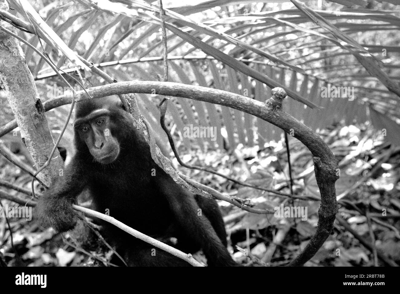 Portrait d'un macaque à crête noire de Sulawesi (Macaca nigra) qui a perdu sa main droite par un piège à braconnier dans la réserve naturelle de Tangkoko, Sulawesi du Nord, Indonésie. Macaca Nigra Project, une organisation axée sur la recherche et la conservation du macaque à crête, prévoit que ce primate endémique disparaîtra en 2050. L’espèce est confrontée au braconnage (1 700 pièges ont été collectés en 16 ans, ont-ils rapporté), à la perte d’habitat et à d’autres types de menaces causées par les activités humaines. Banque D'Images