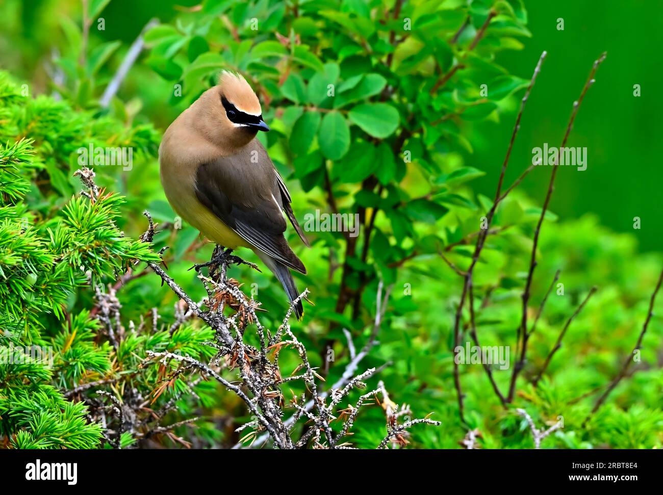 Une aile de cire de cèdre ' Bombycillia cedrorum ', regardant en arrière tout en se nourrissant dans les buissons pour les baies Banque D'Images