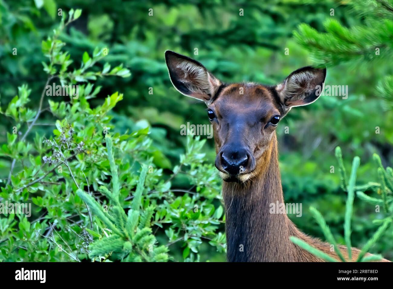 Portrait rapproché d'un élan femelle sauvage 'Cervs elaphus', dans son habitat boisé dans les régions rurales de l'Alberta au Canada Banque D'Images