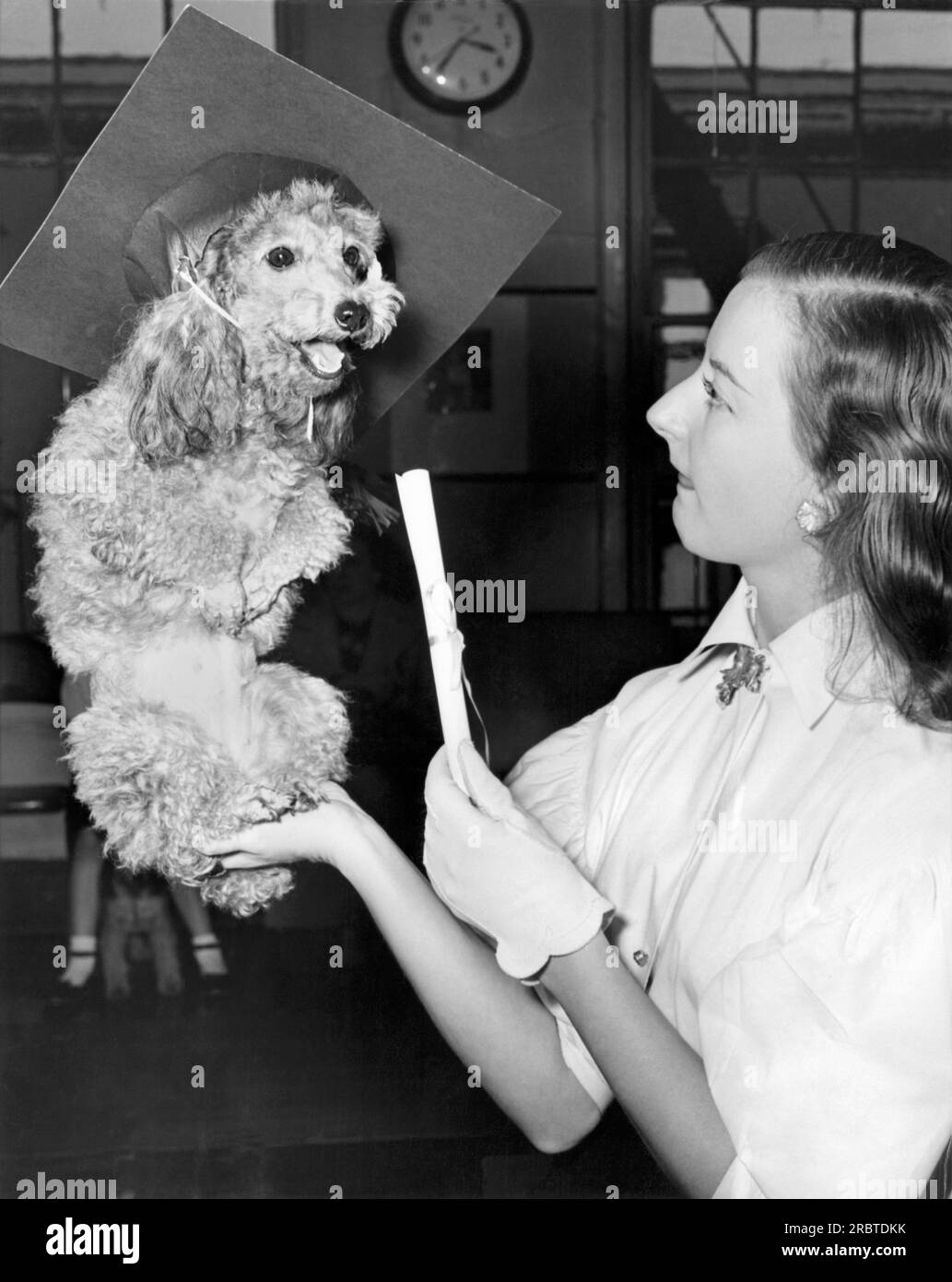 New York, New York : mai 1952. Waldorf, le caniche jouet est assis dans la main de sa maîtresse après avoir obtenu son diplôme de l'école de formation. Banque D'Images