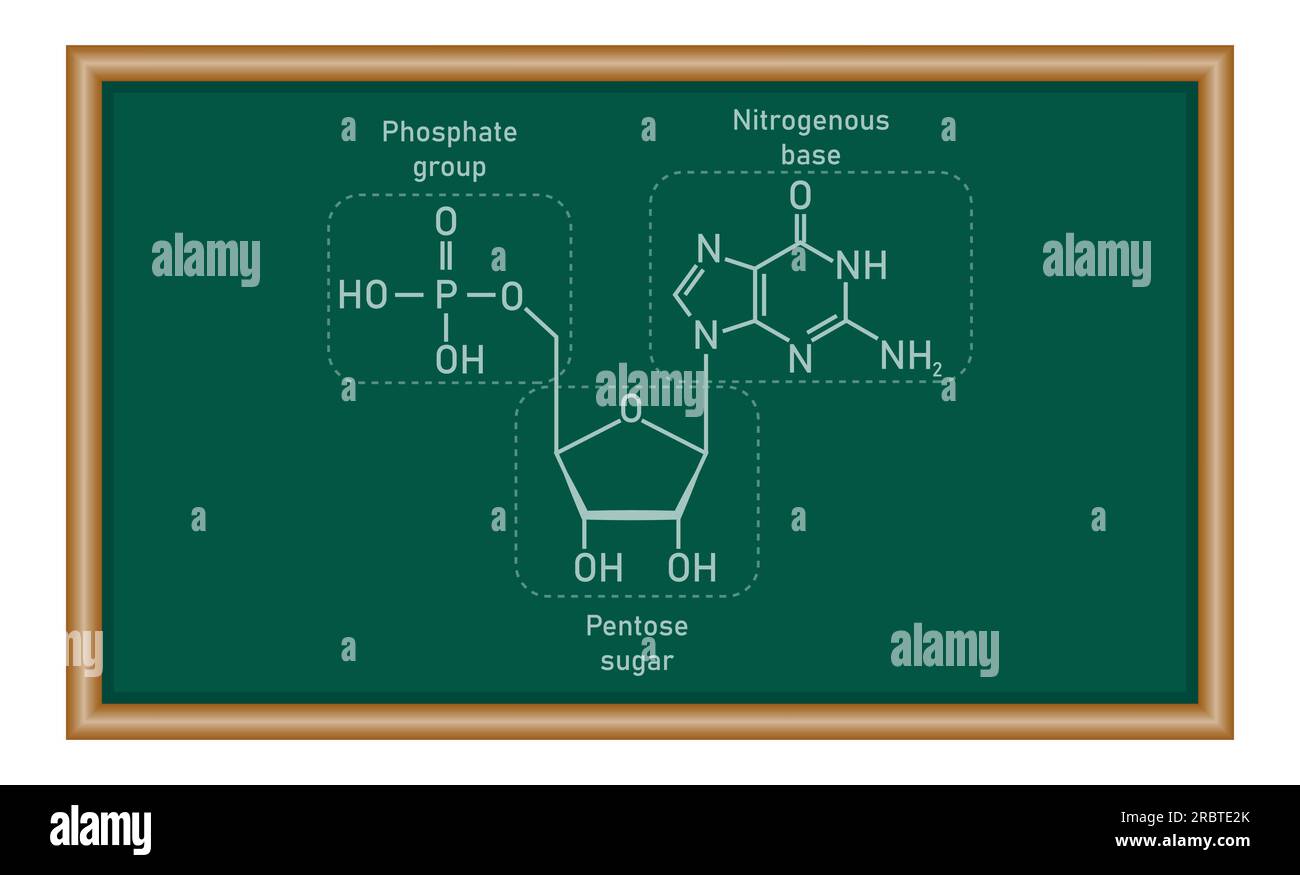 Structure chimique du nucléotide d'ADN. Trois parties d'un nucléotide. Groupe phosphate, sucre pentose et base azotée. Acides nucléiques. Chimie resou Illustration de Vecteur