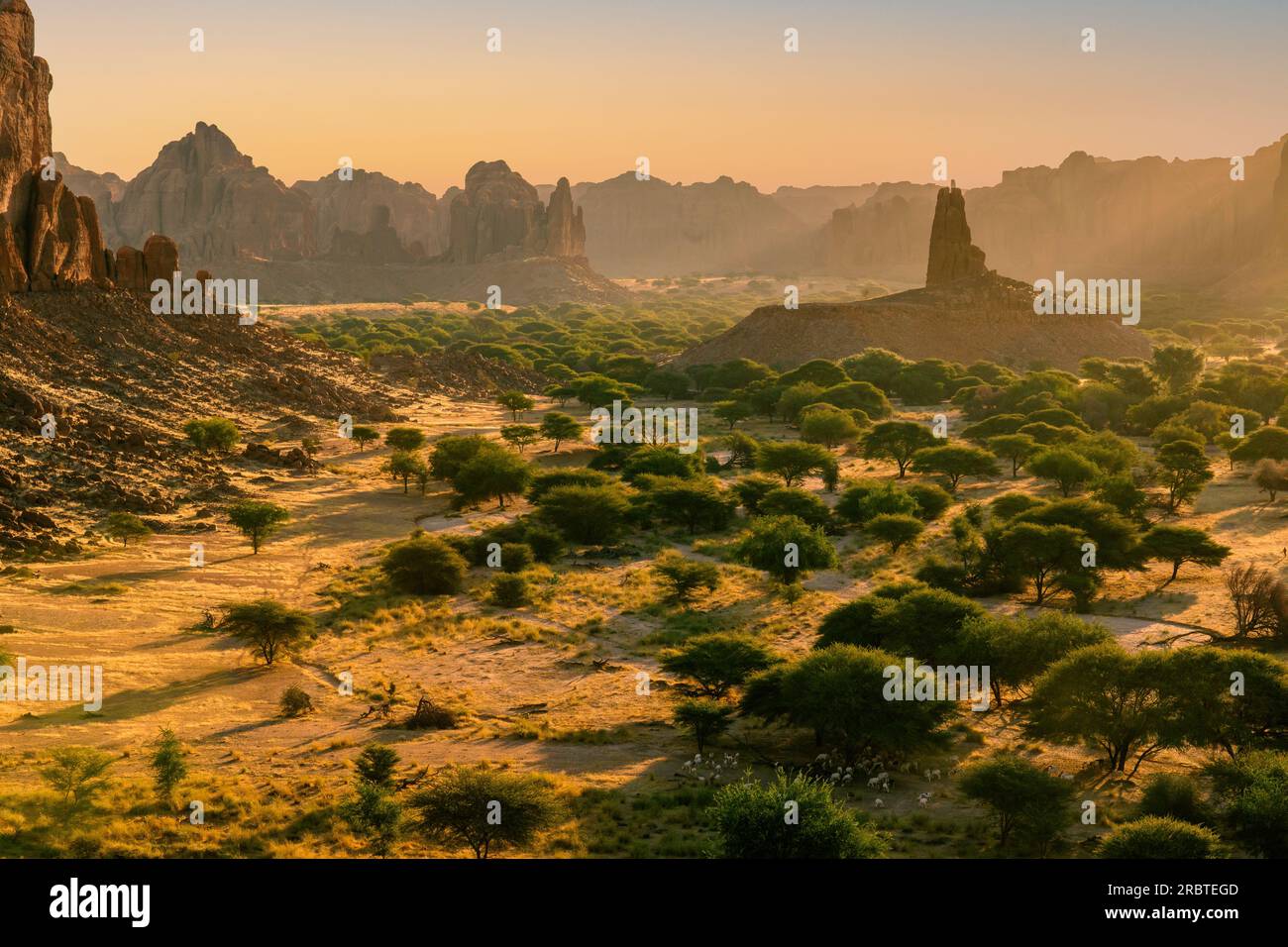 Tôt le matin à Ennedi, le Tchad dévoile une vue imprenable - la lumière du soleil mettant délicatement en valeur un plateau d'arbres et d'imposantes formations rocheuses à parois plates Banque D'Images