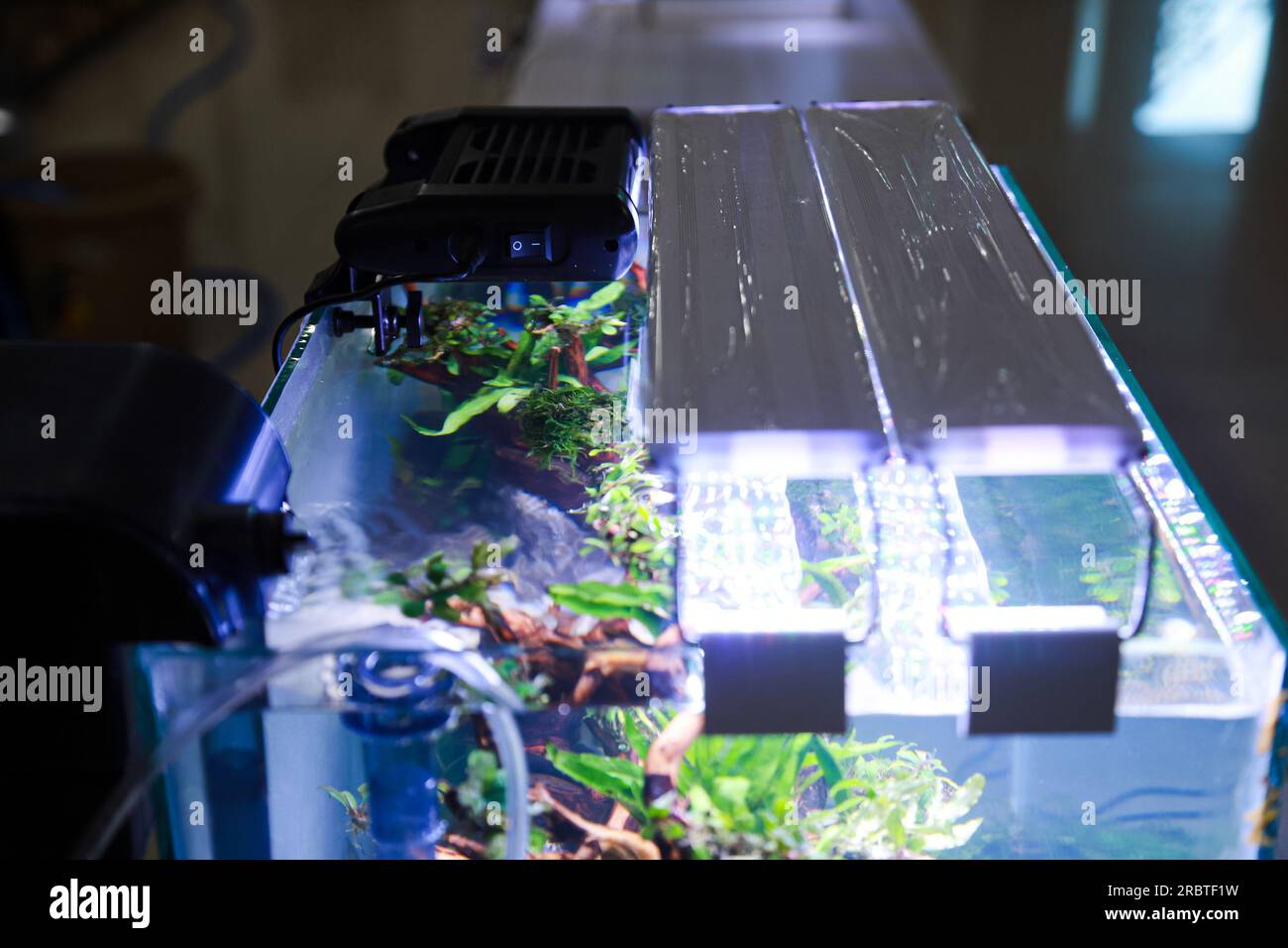 placer des lumières ultraviolettes au-dessus de l'aquarium pour soutenir le processus de photosynthèse dans les plantes aquascape Banque D'Images