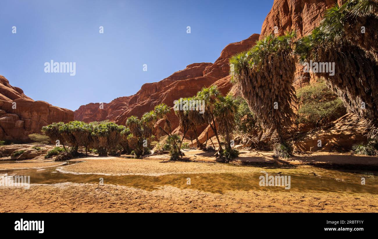 Le Bashikele Guelta dévoile une allée pittoresque de palmiers debout le long d'un ruisseau peu profond, niché dans le magnifique paysage du canyon Banque D'Images