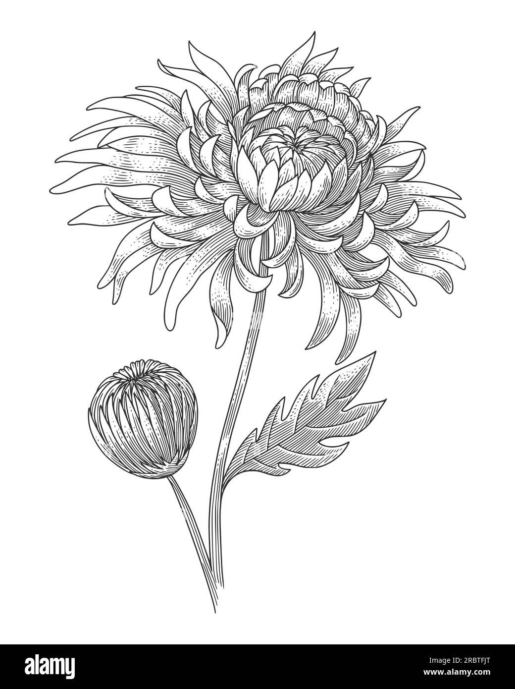 Fleur japonaise de chrysanthème. illustration vectorielle du style de gravure vintage. Illustration de Vecteur