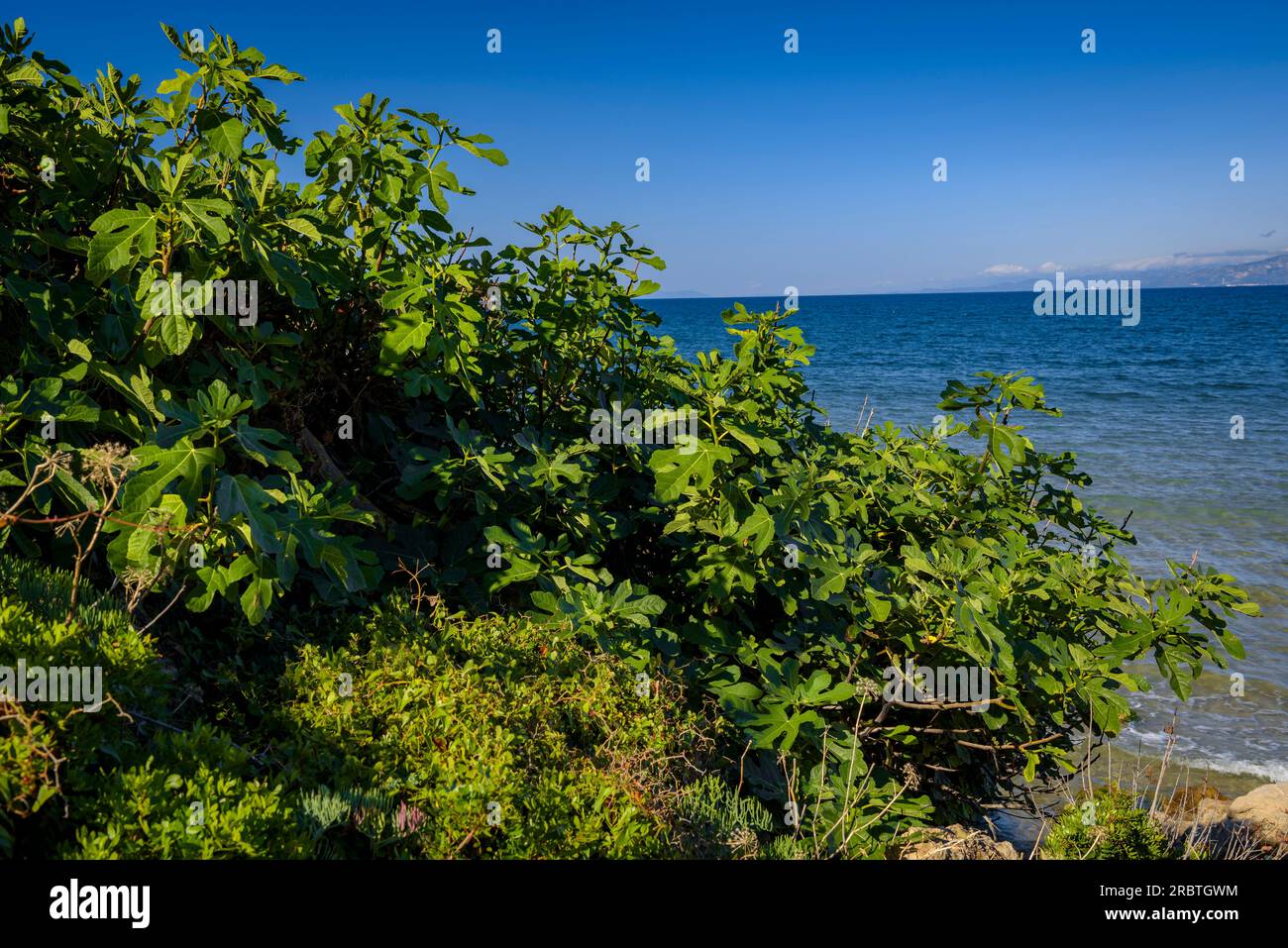 Détail de la végétation à côté du sentier côtier de Salou, sur la côte Costa Daurada (Tarragone, Catalogne, Espagne) ESP : Detalle de vegetación en Salou Banque D'Images