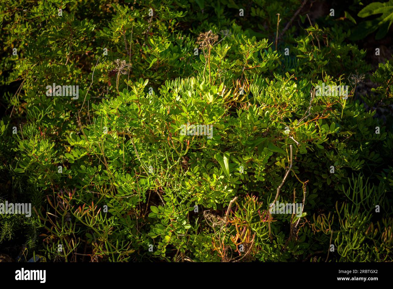 Détail de la végétation à côté du sentier côtier de Salou, sur la côte Costa Daurada (Tarragone, Catalogne, Espagne) ESP : Detalle de vegetación en Salou Banque D'Images