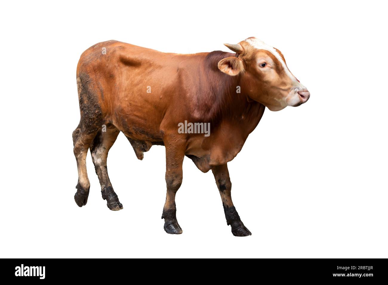 Vache bovine Hereford isolée sur fond blanc Banque D'Images