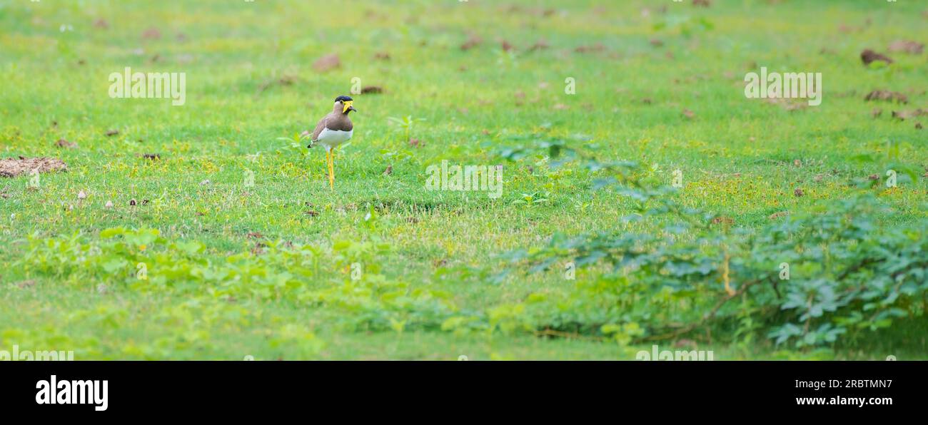 vanneau jaune (Vanellus malabaricus) sur le champ d'herbe dans le parc national de Yala. Banque D'Images