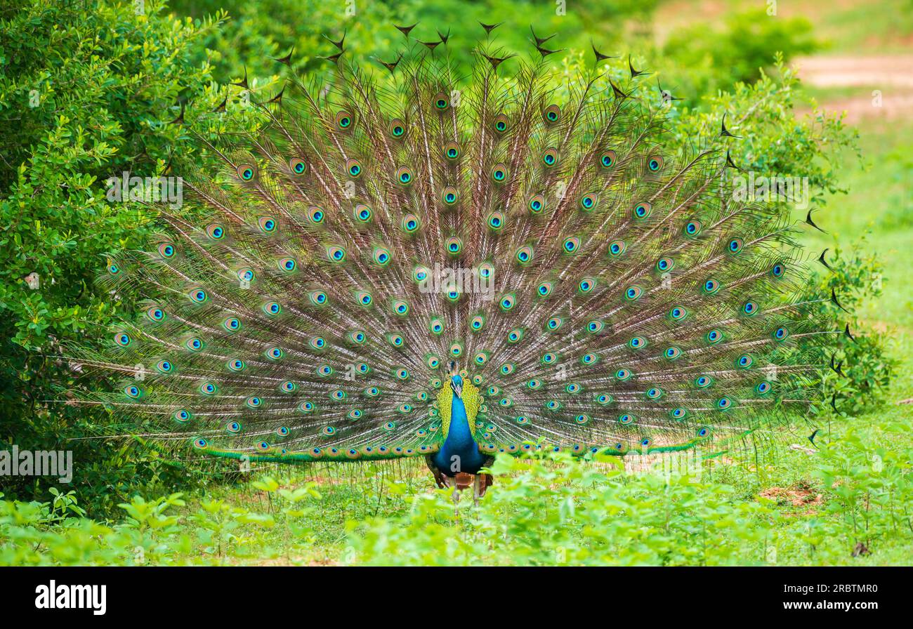 L'affichage de paon masculin élégant, motif de plumes de queue coloré irisé, belle danse de peafowl indien mâle au parc national de Yala, Banque D'Images