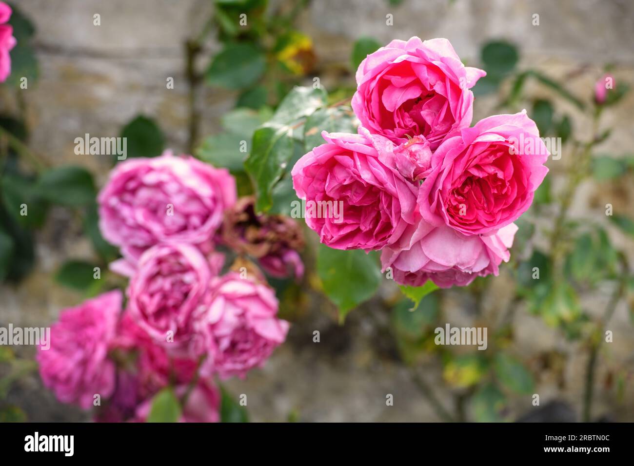 Escalade rose sur un mur de jardin, Oxfordshire Royaume-Uni. Banque D'Images