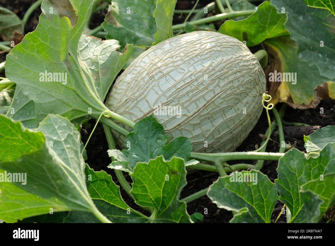 Cucumis melo Emir, melon Emir, melon cantaloup mûr cultivar sur la vigne Banque D'Images