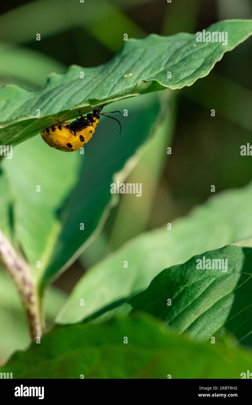 un insecte sauvage jaune sur la feuille verte,texture de feuille, fond de feuille avec des veines et des cellules - macrophotographie Banque D'Images