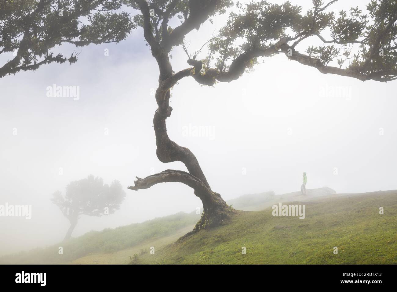 Un homme profite de la belle vue sur la forêt de Fanal pendant une journée brumeuse de printemps, Porto Moniz, Madère, Portugal, Europe Banque D'Images