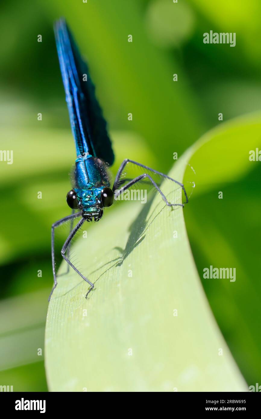 Blauflügel-Prachtlibelle, Prachtlibelle, Blauflügelprachtlibelle, Männchen, Calopteryx vierge, Bluewing, belle Demoiselle, demoiselle agrion, mâle, Banque D'Images