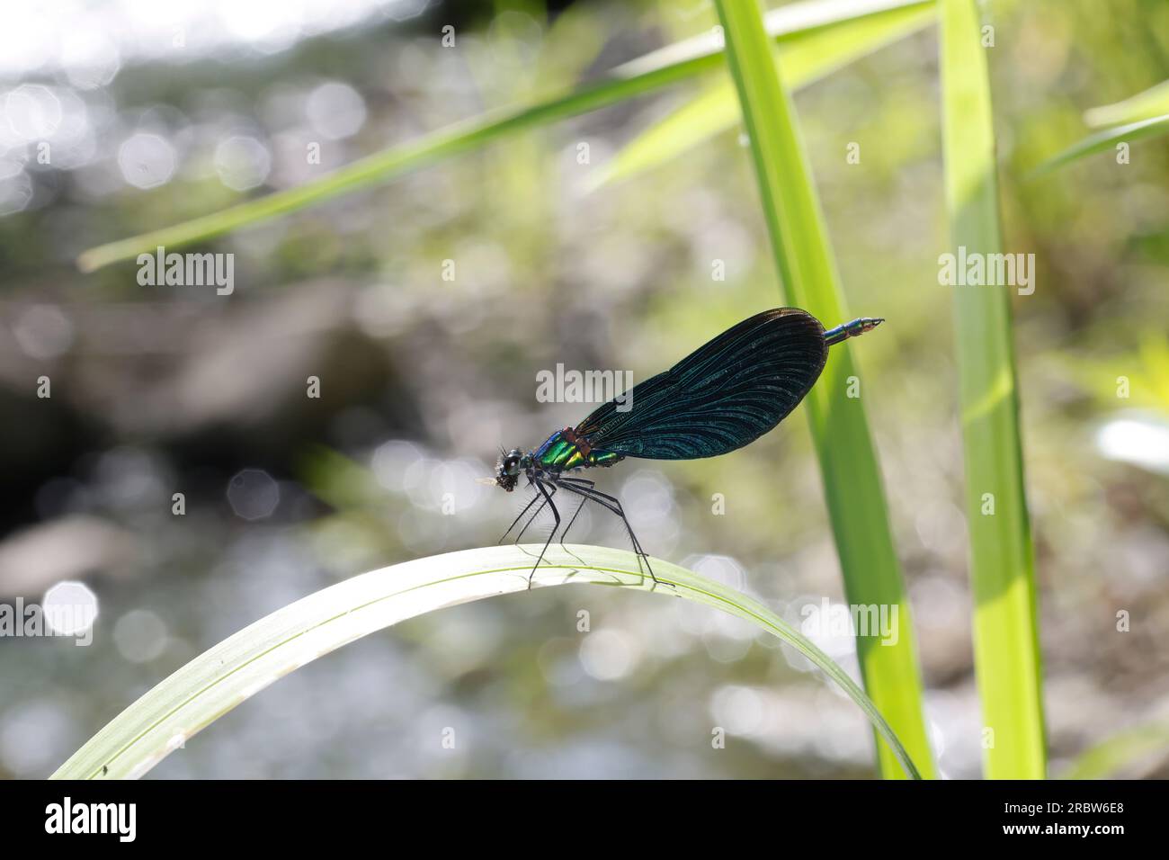 Blauflügel-Prachtlibelle, Prachtlibelle, Blauflügelprachtlibelle, Männchen, mit Fliege als Beute, Calopteryx virgo, bluewing, Beautiful Demoiselle, de Banque D'Images