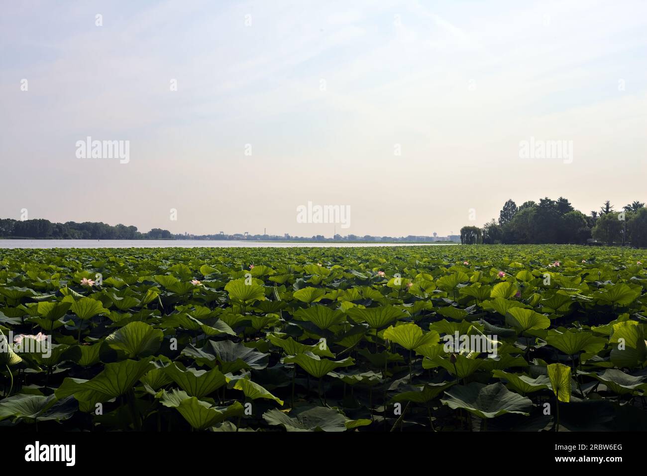 Étendue de lotus sur une journée ensoleillée et nuageuse en été dans la campagne italienne vue d'un rivage Banque D'Images