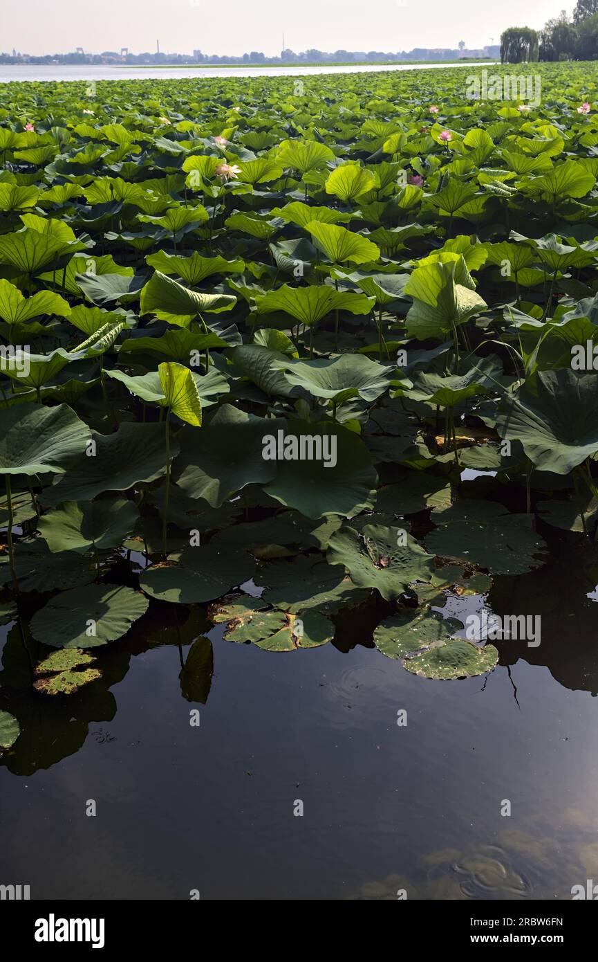 Étendue de lotus sur une journée ensoleillée et nuageuse en été dans la campagne italienne vue d'un rivage Banque D'Images