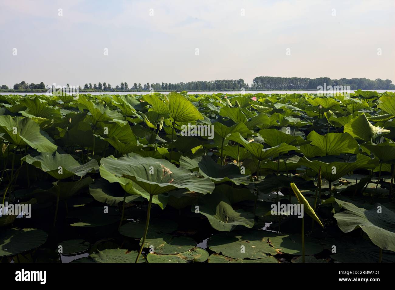 Étendue de lotus sur une journée ensoleillée et nuageuse en été dans la campagne italienne vue d'un rivage Banque D'Images