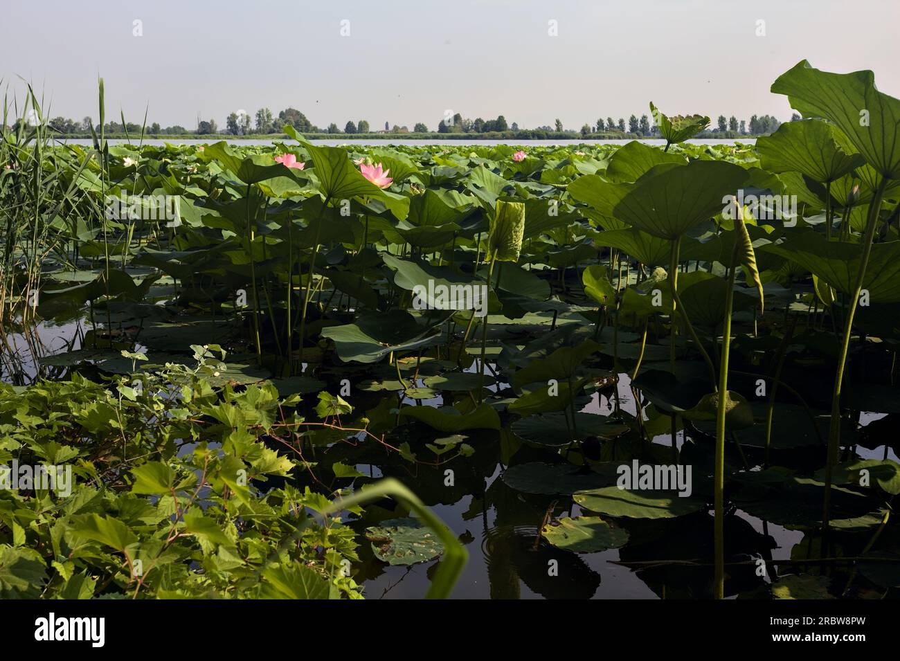 Étendue de lotus sur une journée ensoleillée et nuageuse en été dans la campagne italienne vue d'un rivage Banque D'Images