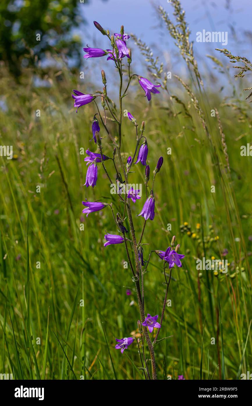 Gros plan campanula sibirica avec arrière-plan flou dans le jardin d'été. Banque D'Images