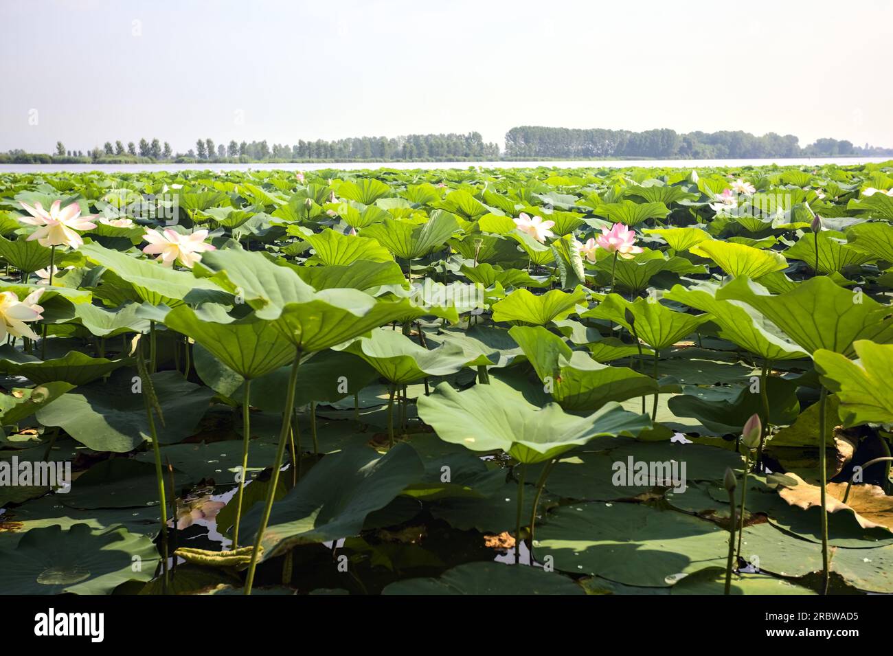 Étendue de lotus sur une journée ensoleillée et nuageuse en été dans la campagne italienne vue d'un rivage Banque D'Images