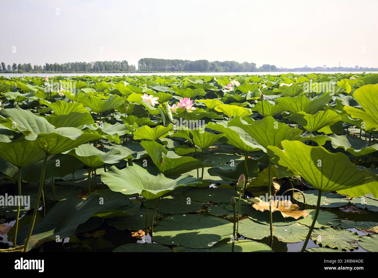 Étendue de lotus sur une journée ensoleillée et nuageuse en été dans la campagne italienne vue d'un rivage Banque D'Images