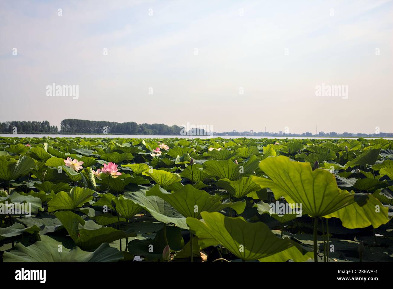 Étendue de lotus sur une journée ensoleillée et nuageuse en été dans la campagne italienne vue d'un rivage Banque D'Images