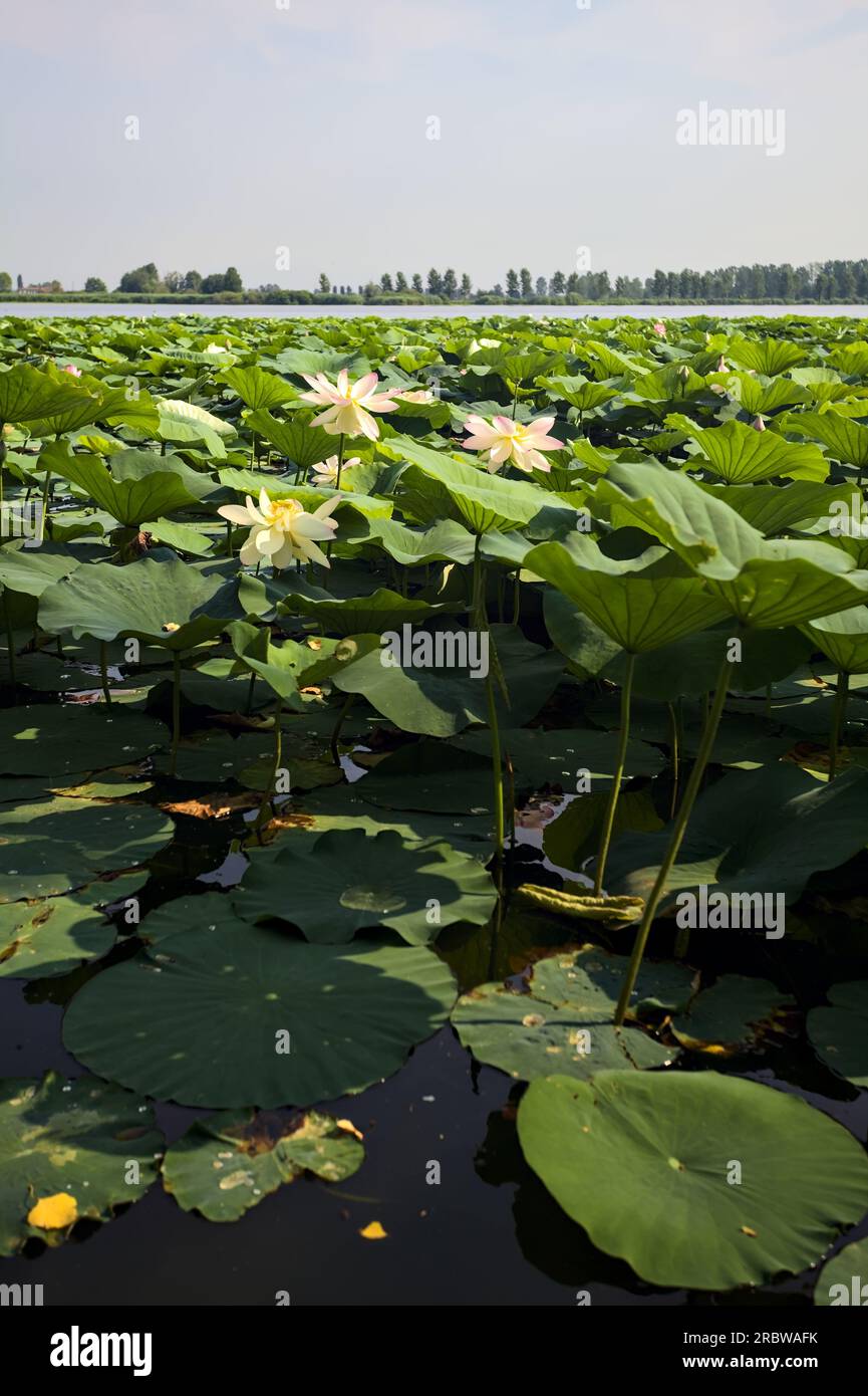 Étendue de lotus sur une journée ensoleillée et nuageuse en été dans la campagne italienne vue d'un rivage Banque D'Images