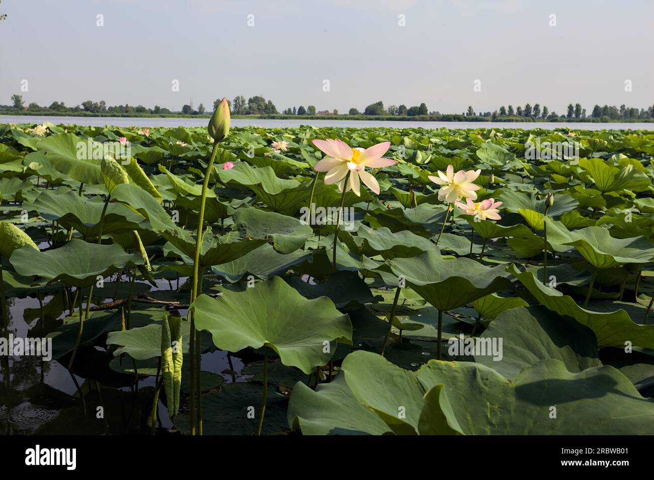 Étendue de lotus sur une journée ensoleillée et nuageuse en été dans la campagne italienne vue d'un rivage Banque D'Images