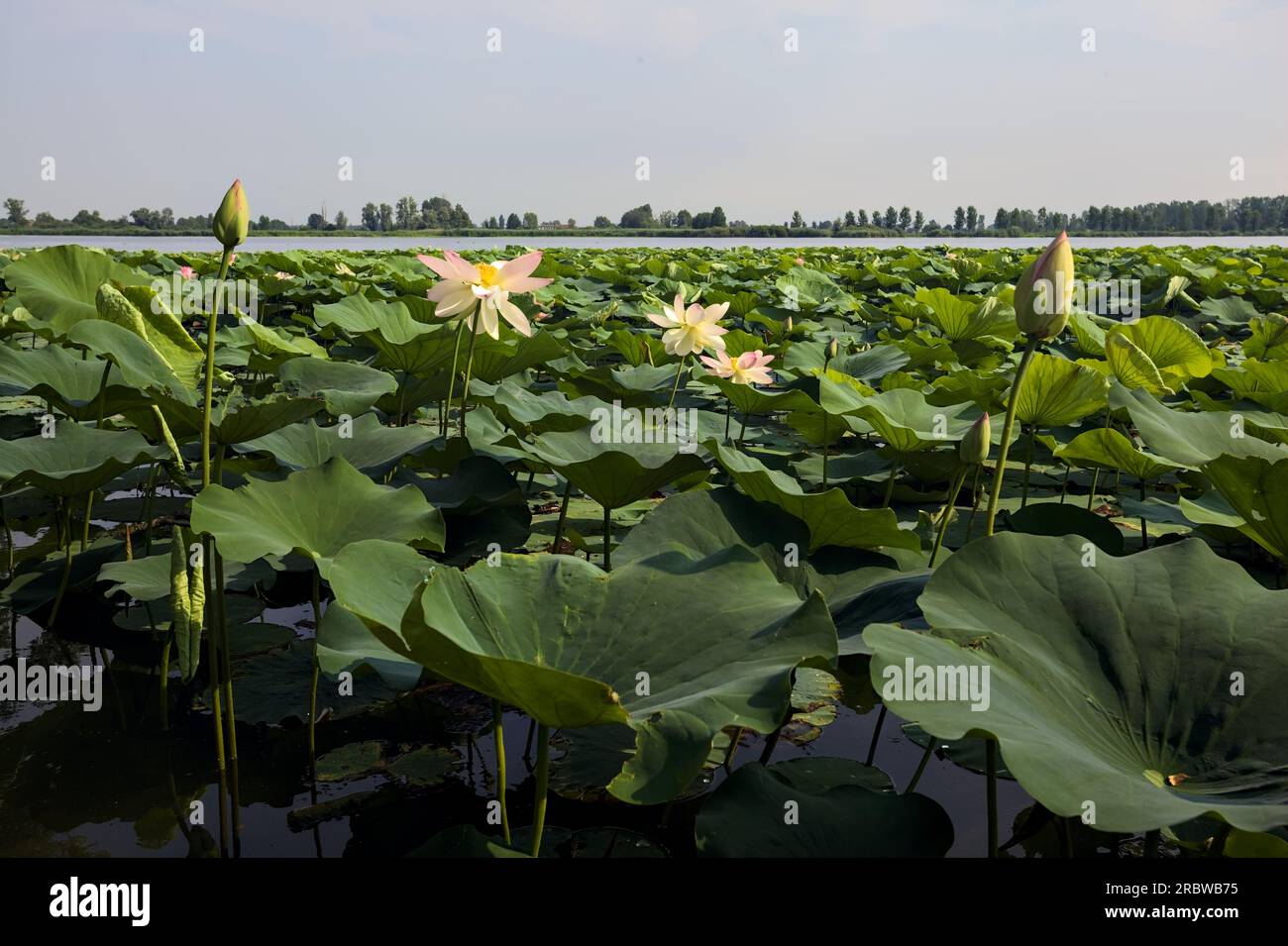 Étendue de lotus sur une journée ensoleillée et nuageuse en été dans la campagne italienne vue d'un rivage Banque D'Images