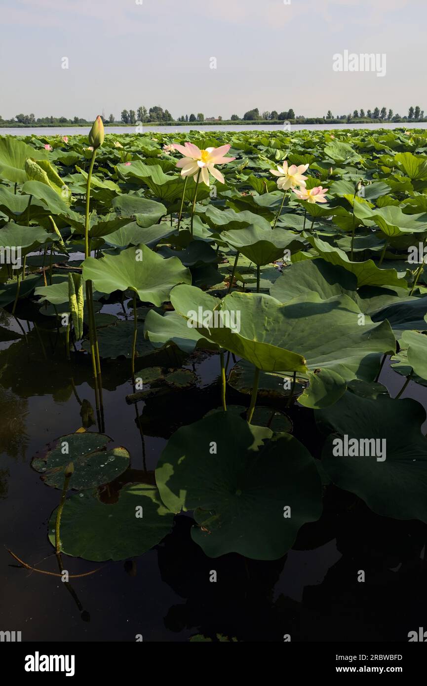 Étendue de lotus sur une journée ensoleillée et nuageuse en été dans la campagne italienne vue d'un rivage Banque D'Images