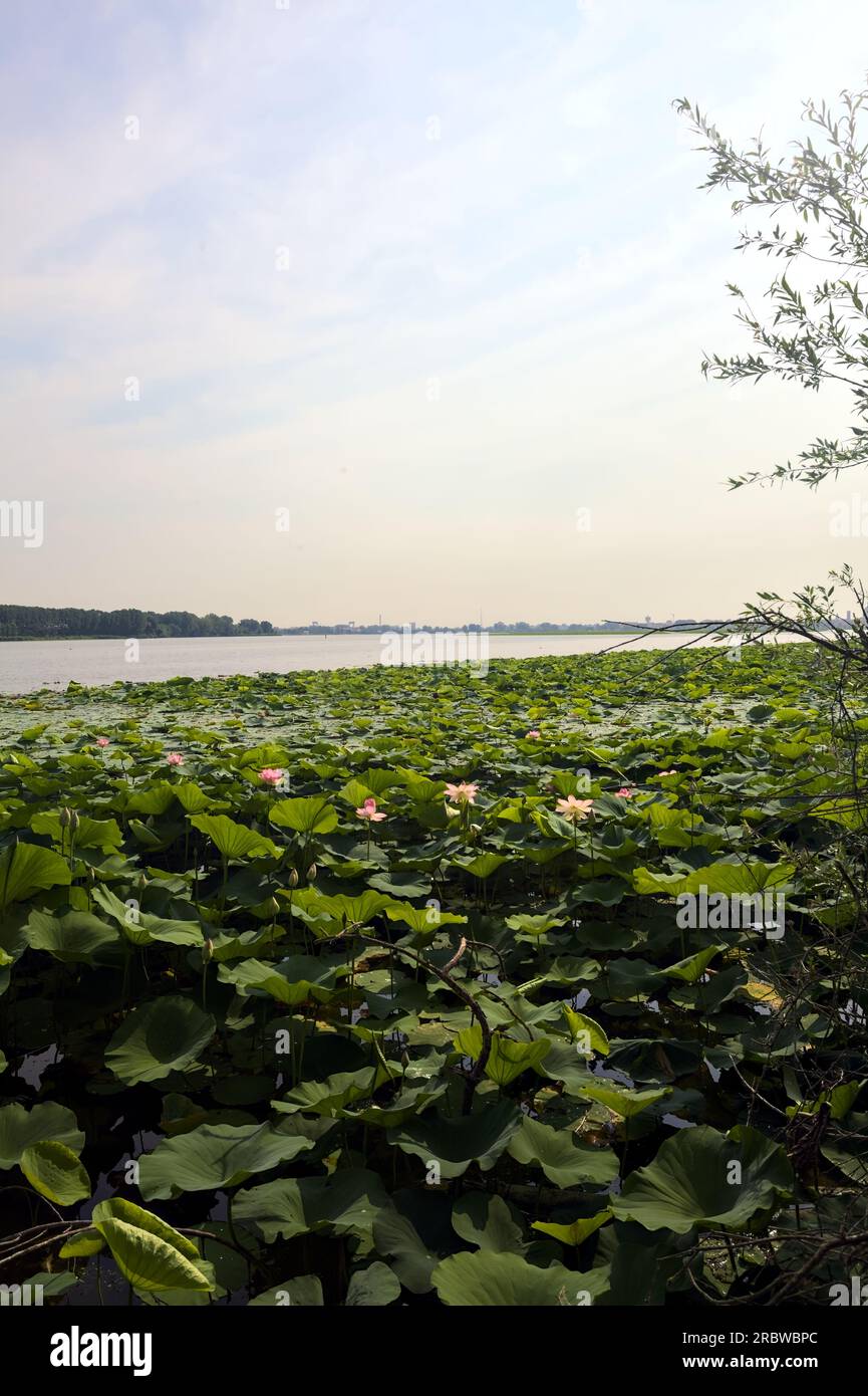 Étendue de lotus sur une journée ensoleillée et nuageuse en été dans la campagne italienne vue d'un rivage Banque D'Images