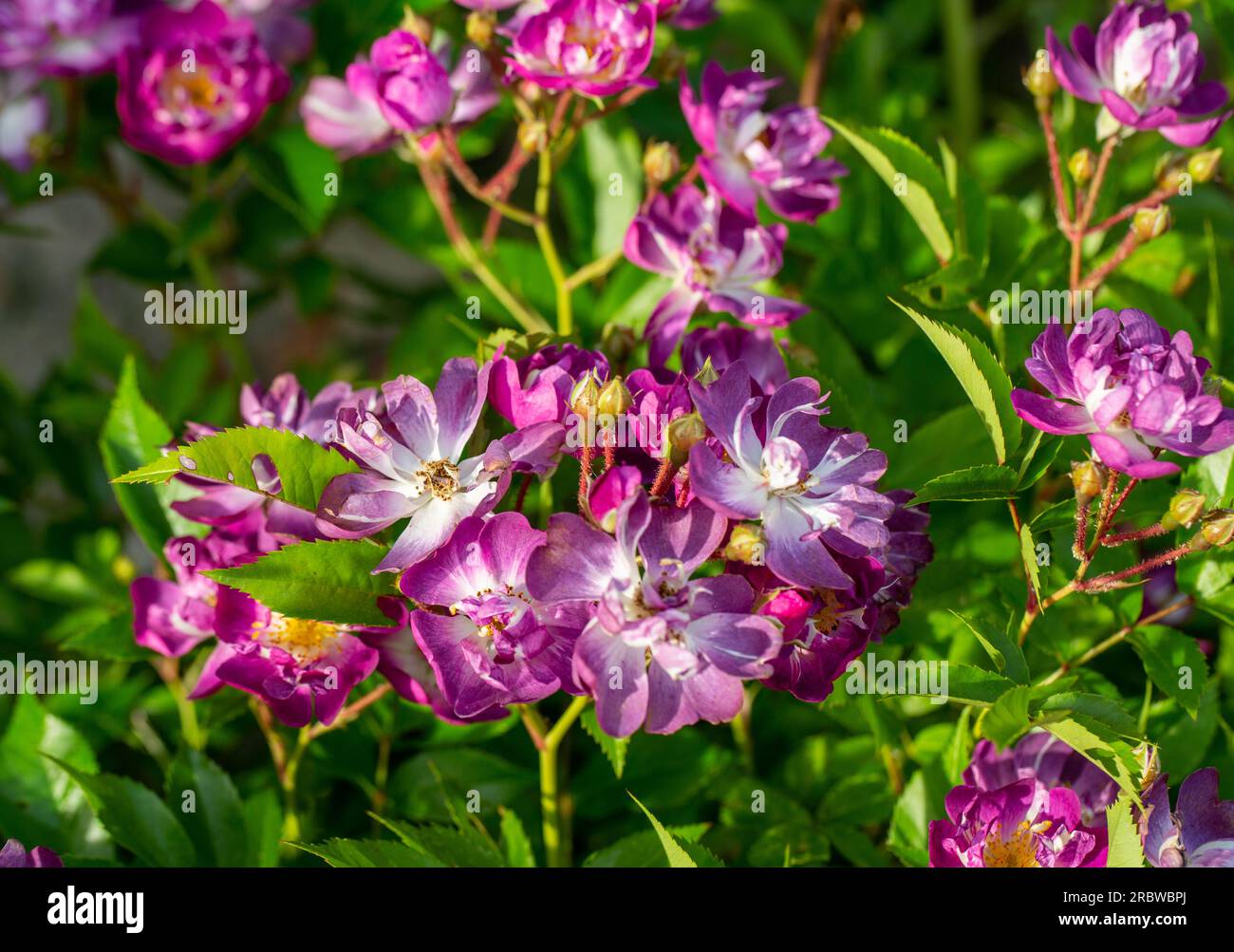 Fleurs violettes de Veilchenblau grimpant rose dans le jardin Banque D'Images