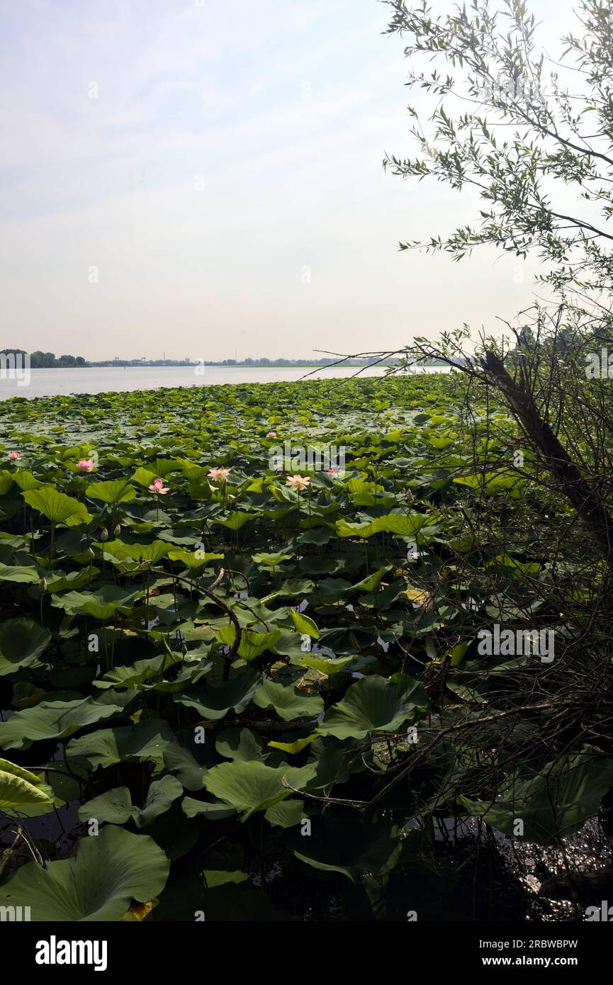 Étendue de lotus sur une journée ensoleillée et nuageuse en été dans la campagne italienne vue d'un rivage Banque D'Images