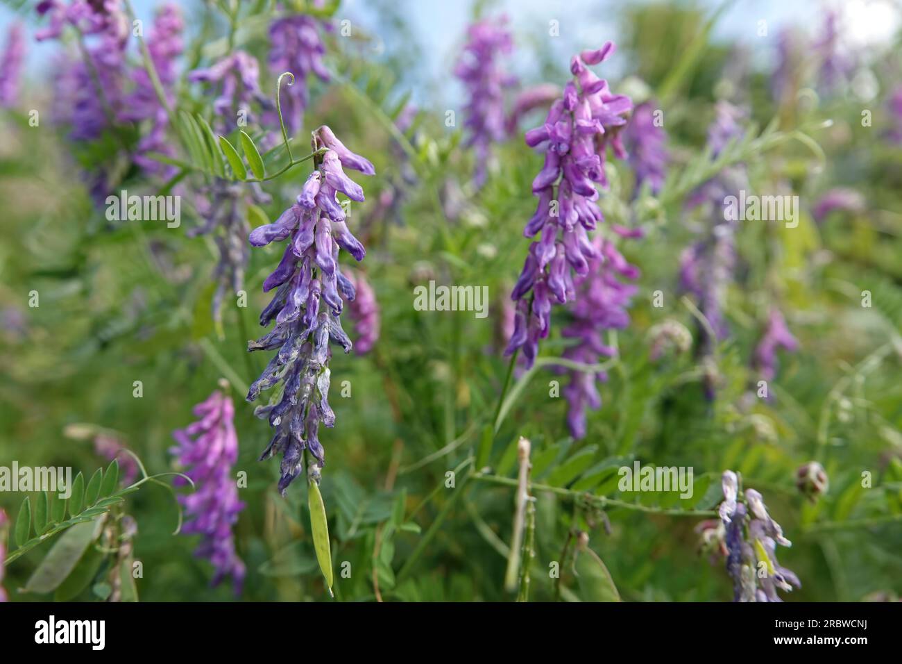 Gros plan naturel sur la fleur sauvage de vetch d'oiseau de fleur de violet droit, Vicia cracca dans une prairie Banque D'Images