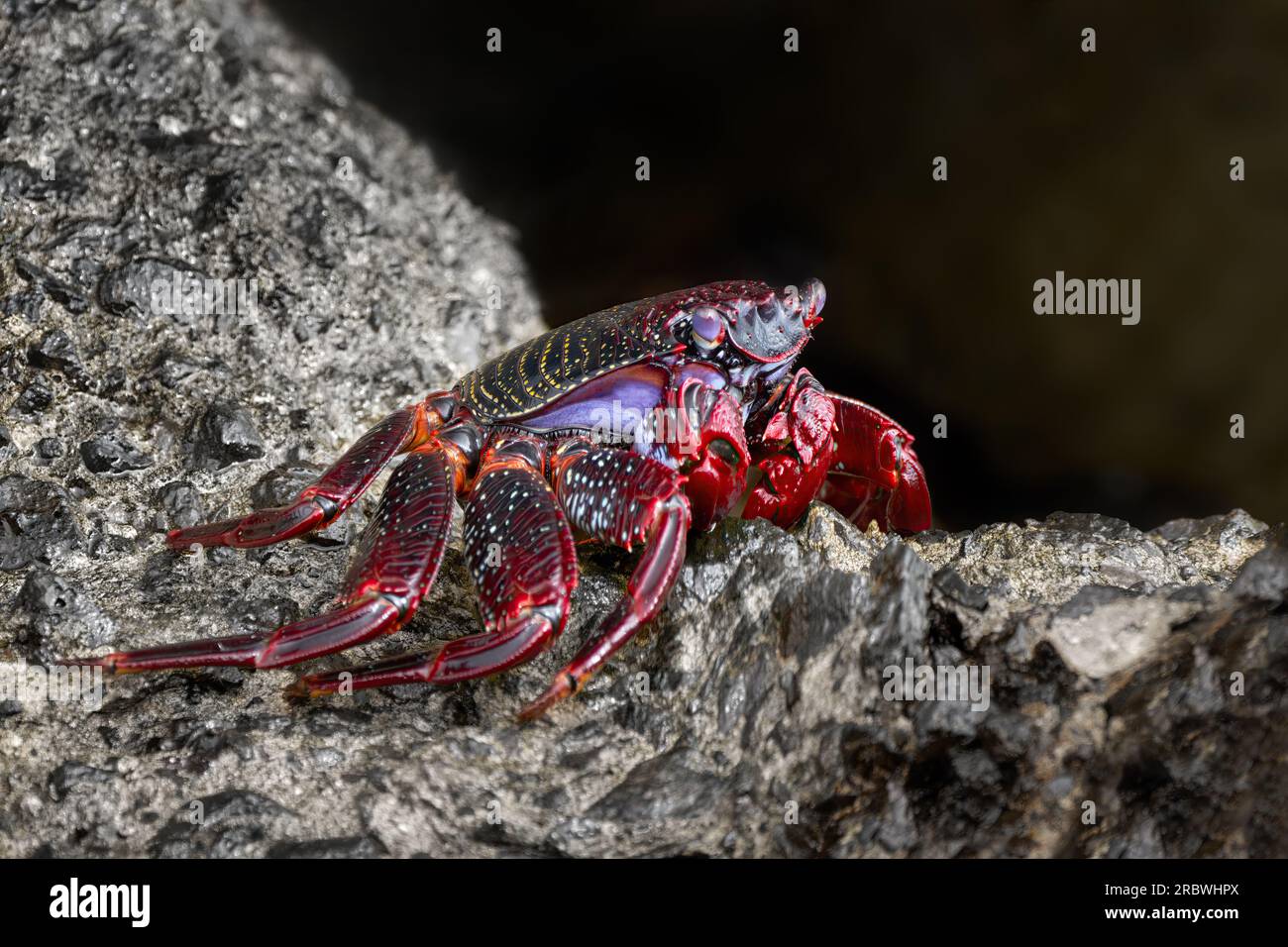 Crabe rouge de l'Atlantique (Grapsus adscensionis) crabe adulte de couleur rouge en vue latérale à Fuerteventura Banque D'Images