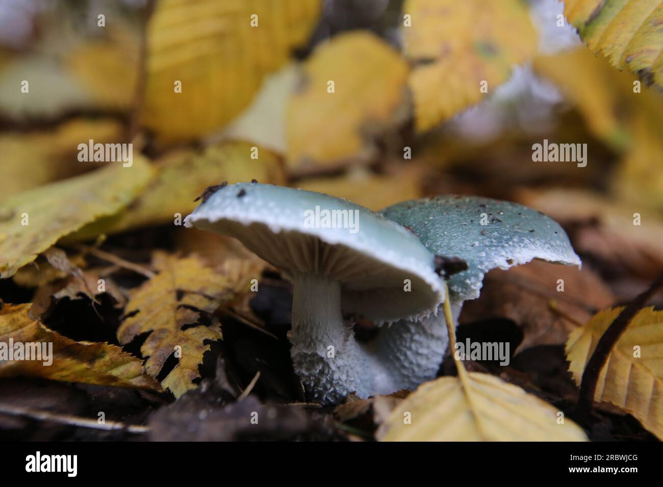 Roundhead (Stropharia caerulea) à l'automne dans le cadre de charme feuilles. Banque D'Images