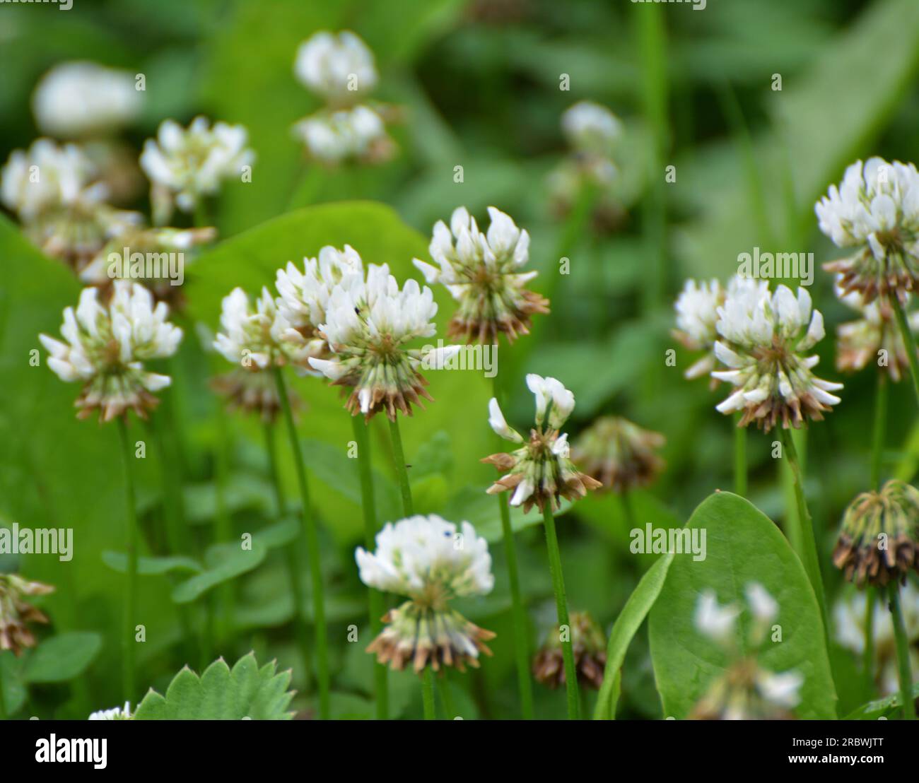 Le trèfle est de nature blanche (Trifolium repens) Banque D'Images