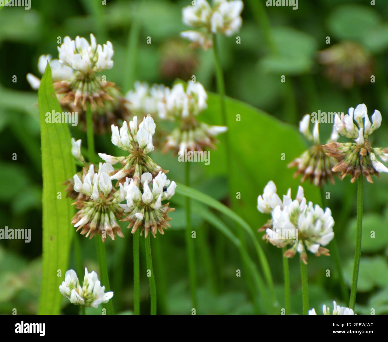 Le trèfle est de nature blanche (Trifolium repens) Banque D'Images