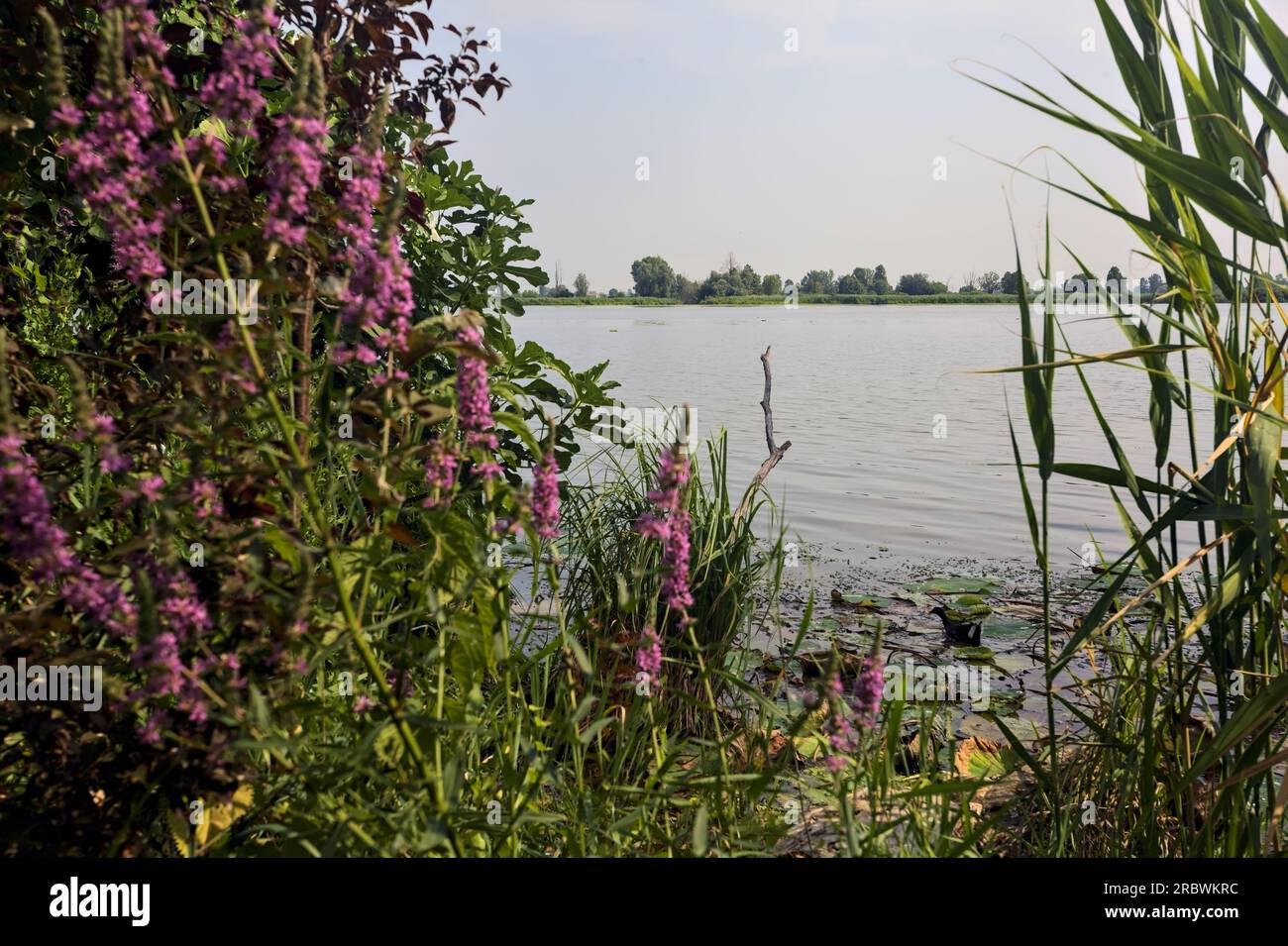 Rivière dans la campagne italienne en été encadrée par des rushes et des fleurs sauvages Banque D'Images