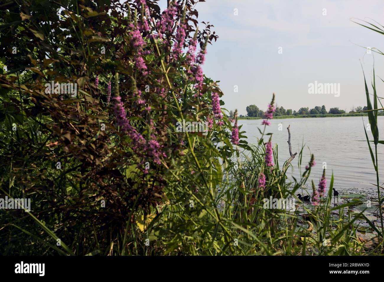 Rivière dans la campagne italienne en été encadrée par des rushes et des fleurs sauvages Banque D'Images