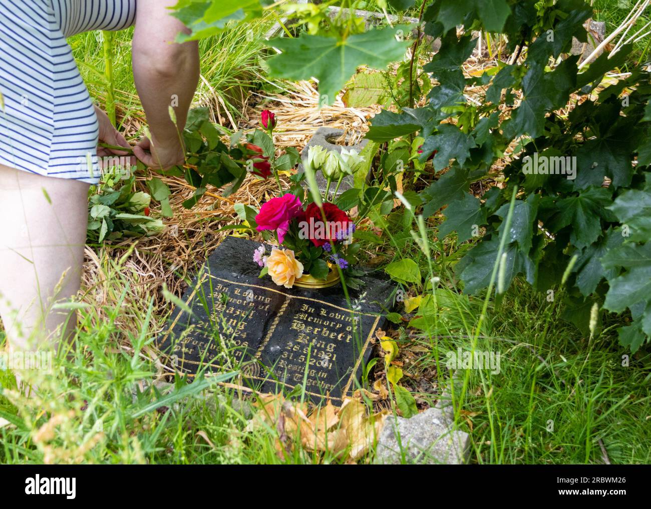 Femme défrichant la pierre tombale, rangeant la pierre tombale, Sigle Cementary, royaume-uni Banque D'Images