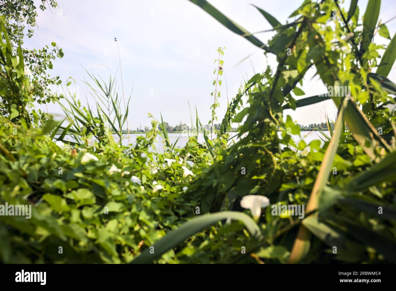 Rivière dans la campagne italienne en été encadrée par des rushes et des fleurs sauvages Banque D'Images