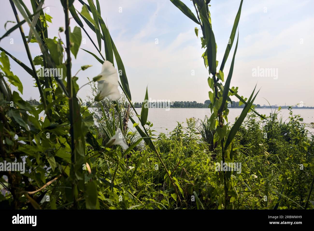 Rivière dans la campagne italienne en été encadrée par des rushes et des fleurs sauvages Banque D'Images