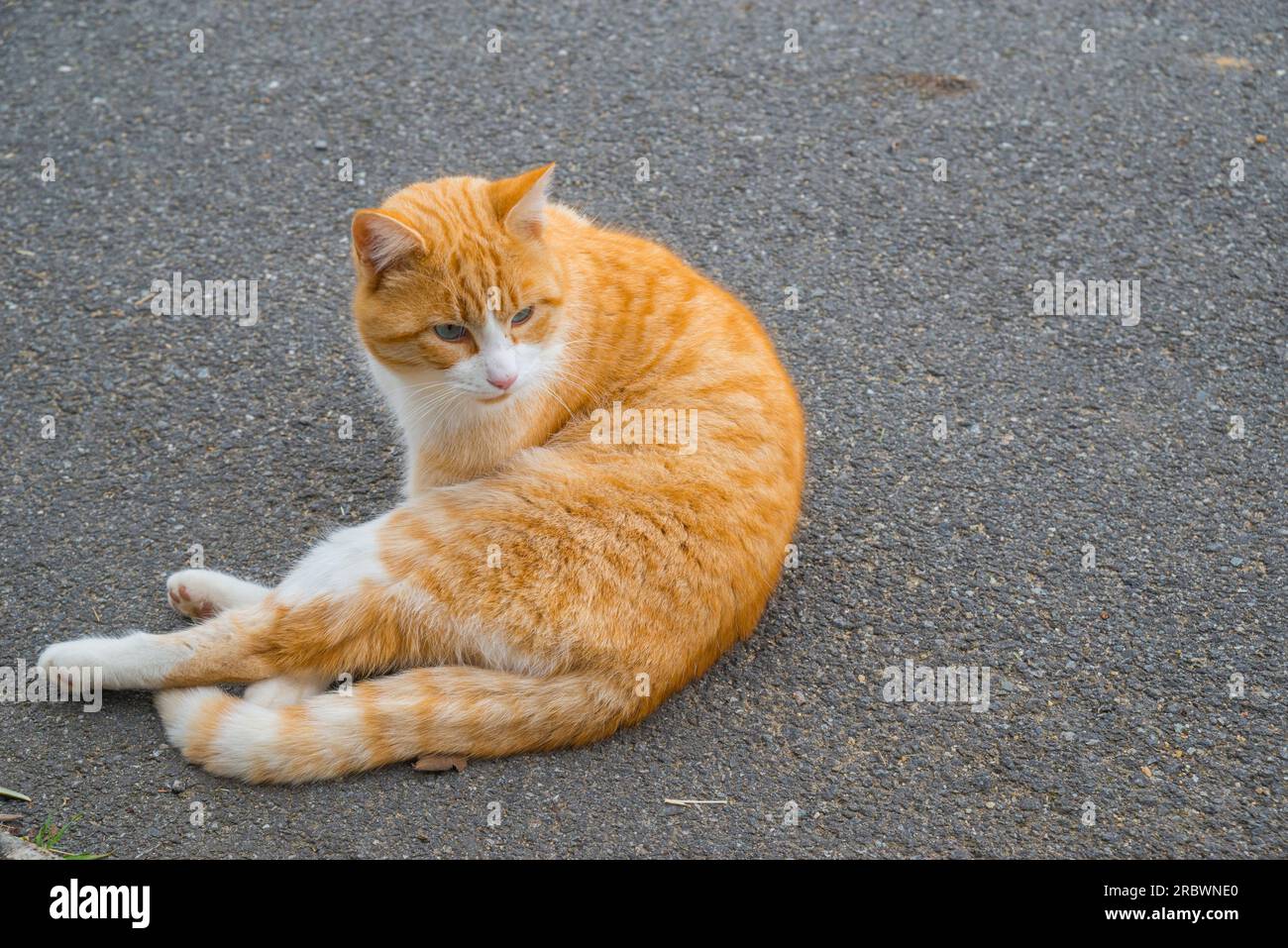 Tabby et blanc couché. Banque D'Images